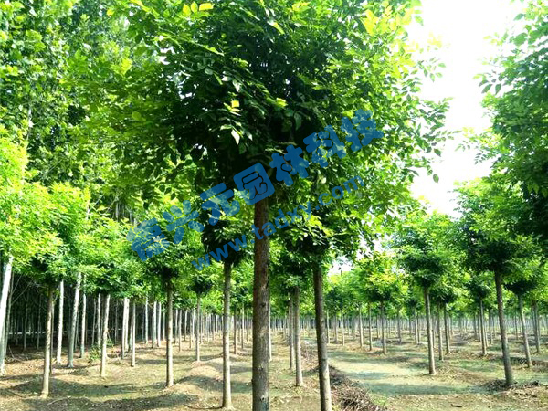 �c���鿴Ԕ����Ϣ���}����Ϟ ��x�Δ�(sh��)��2424