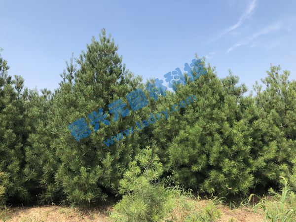 �c���鿴Ԕ����Ϣ���}����Ƥ�� ��x�Δ�(sh��)��2277