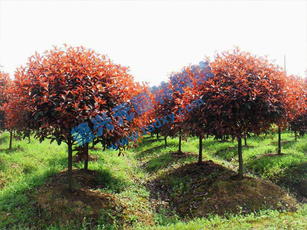 �c���鿴Ԕ����Ϣ���}���t�~ʯ骘� ��x�Δ�(sh��)��2716