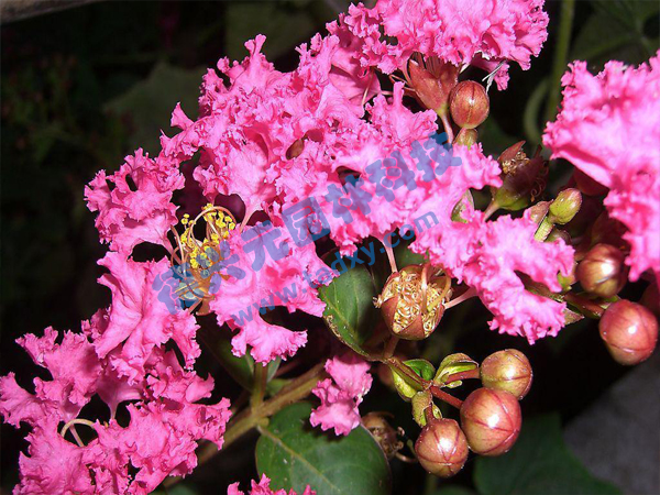 �c���鿴Ԕ����Ϣ���}����ޱ ��x�Δ�(sh��)��1855