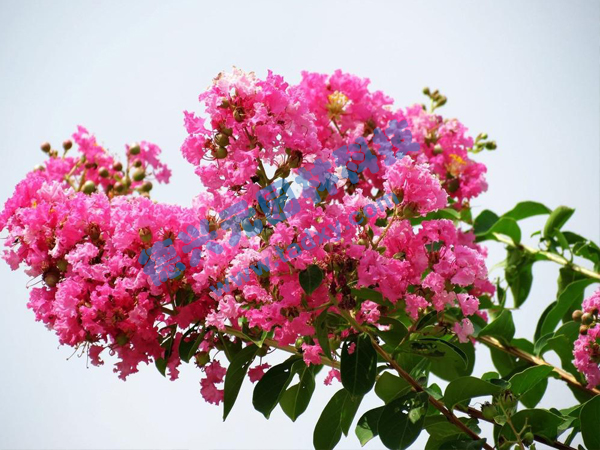 �c(di��n)���鿴Ԕ��(x��)��Ϣ��(bi��o)�}����ޱ ��x�Δ�(sh��)��1950